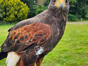 Customer Photo of Birds of Prey Northamptonshire